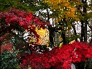 Urban Autumn